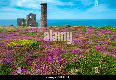 Relikt der kornischen Zinnbergbauindustrie, im Sommer auf der Klippe der nordkornischen Küste, mit UNESCO-Weltkulturerbe.Alter Ziegelkamin und ru Stockfoto