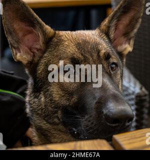 Ein Nahaufnahme-Bild eines sieben Monate alten Schäferhundes. Sable farbige Arbeitslinie Rasse Stockfoto