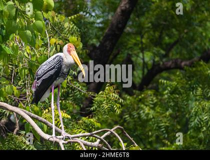 Ein gemalter Storch, der auf einem Baum ruht Stockfoto