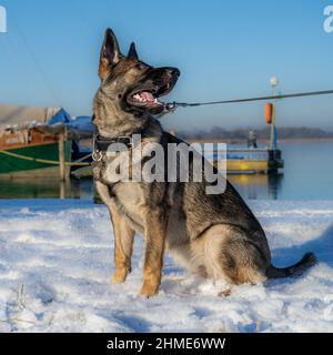 Ein sieben Monate alter Schäferhund sitzt im Schnee. Sable farbige Arbeitslinie Rasse Stockfoto