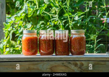 Für die Hintergrundeinstellung wird eine entkochte Tomatenpflanze verwendet, um die frisch eingekochte Salsa anzuzeigen. Die Gläser sitzen in einer Reihe auf einer Holzbank und machen einen schönen Stockfoto