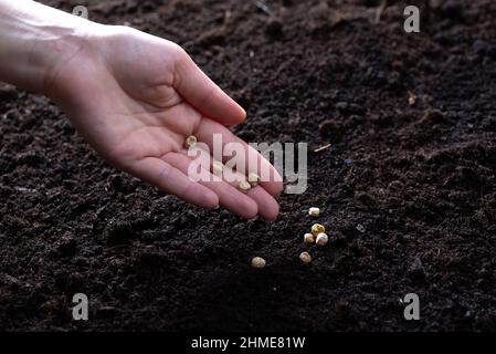 Die Hand des Bauern sät Samen auf den Boden im heimischen Garten. Samen in den Boden säen. Stockfoto