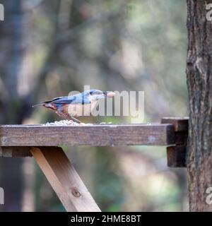 Nuthatch, der nach Samen von einem hölzernen Vogeltisch aussortet Stockfoto