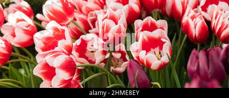 Rote und weiße Tulpen, die im Frühlingssonne blühen, weicher selektiver Fokus, 8. März, Grußwort zum Muttertag, Banner Stockfoto