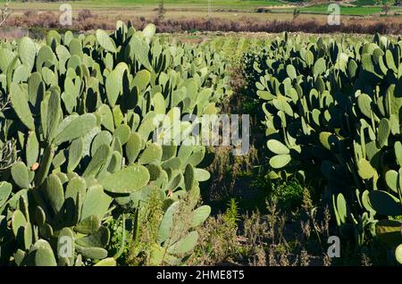 Typische Pflanze der Kaktusfamilie in Sizilien ein stacheliger Obstgarten Stockfoto