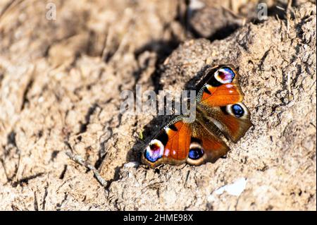 Europäischer Pfauenschmetterling im Sommer. Ein Pfauenschmetterling sitzt auf der Oberfläche der getrockneten Erde. Stockfoto