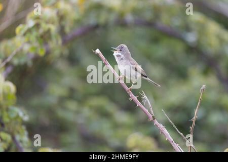 Gewöhnlicher Whitethroat (Sylvia communis), Erwachsener, männlicher Gesang, Suffolk, England, Mai Stockfoto