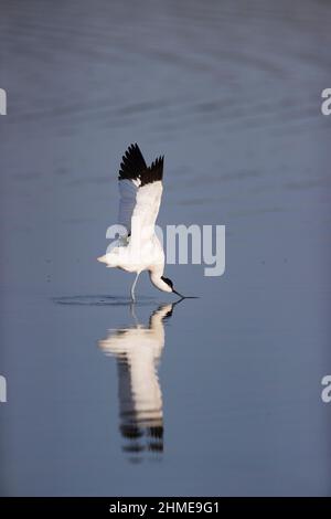 Eurasischer Avocet (Recurvirostra avosetta), ausgewachsene Flügel, Suffolk, England, Mai Stockfoto