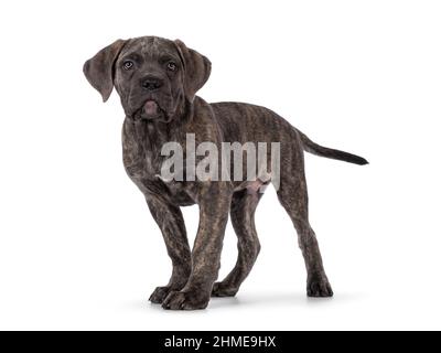 Niedlicher brindling Cane Corso Hundewelpe, stehend Seitenwege. Blick mit hellen Augen auf die Kamera. Mund geschlossen. Isoliert auf weißem Hintergrund. Stockfoto