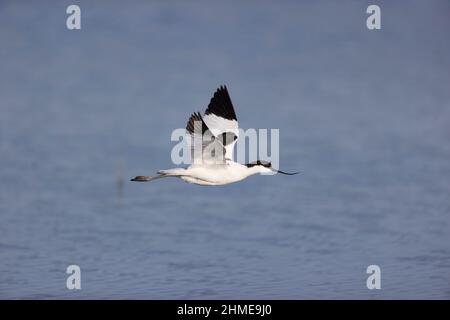 Eurasian Avocet (Recurvirostra avosetta) Flug für Erwachsene, Suffolk, England, Mai Stockfoto