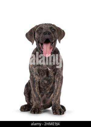 Niedlicher brindling Cane Corso Hund Welpe, sitzt nach vorne. Blick mit hellen Augen auf die Kamera. Mund offen und Zunge heraus. Isoliert auf einem weißen Bac Stockfoto