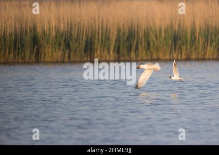 Schwarzkopfmöwe (Larus ridibundus), ein Erwachsener mit Sommergefieder, der Heringsmöwe (Larus argentatus) jagt und mit Küken im Schnabel fliegt Stockfoto