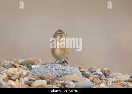 Gewöhnliches Linnet (Carduelis cannabina) Wintergefieder erwachsenes Männchen, das am Kiesstrand steht, Suffolk, England, Dezember Stockfoto