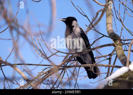 Große Krähe sitzt auf Baumzweigen in einem Winterwald vor einem blauen Himmel aus der Nähe Stockfoto