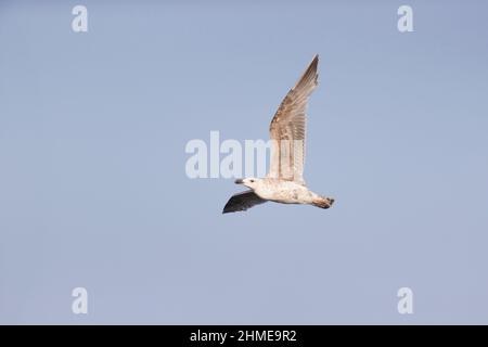 Große Schwarzrückenmöwe (Larus marinus) unreif fliegend, Suffolk, England, Juni Stockfoto