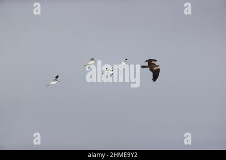 Eurasian Avocet (Recurvirostra avosetta) 4 Erwachsene, die Marsh Harrier (Circus aeruginosus) auf dem Flug als erwachsenes Weibchen aufmobben, Suffolk, England, Juni Stockfoto