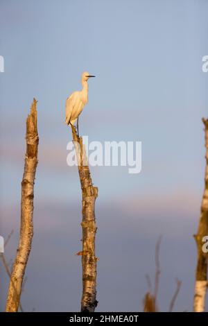 Kleiner Reiher (Egretta garzetta), auf einem Baumstumpf sitzend, Suffolk, England, September Stockfoto