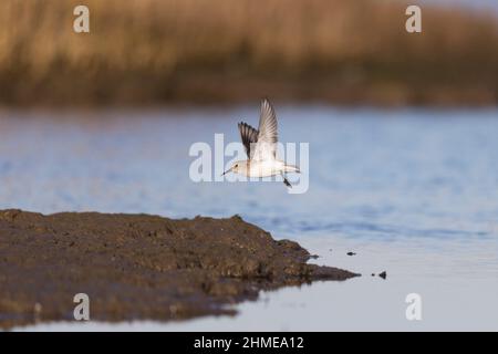 Dunlin (Calidris alpina) Wintergefieder für Erwachsene, Suffolk, England, Januar Stockfoto