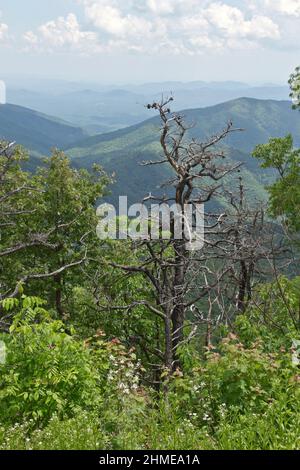 Ein großer toter Baumschnäpfel überblickt im Sommer die malerischen Appalachen und schafft einen Lebensraum für einheimische Tiere und Vögel Höhe; aussicht; Aussicht; Stockfoto