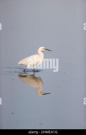 Kleiner Reiher (Egretta garzetta), Erwachsene, watend mit Spiegelung, Suffolk, England, September Stockfoto