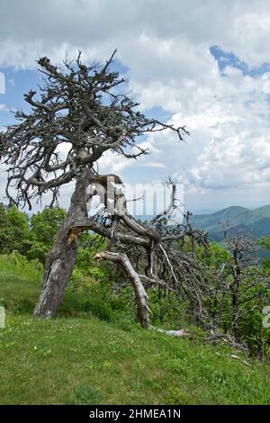 Ein großer toter Baumschnäpfel überblickt im Sommer die malerischen Appalachen und schafft einen Lebensraum für einheimische Tiere und Vögel Stockfoto