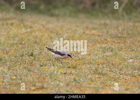 Northern Wheatear (Oenanthe oenanthe) züchtet das gefiederte, Erwachsene Männchen, das auf kurzem Gras steht, mit Raupenraub im Schnabel Stockfoto