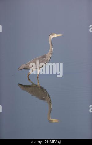 Graureiher (Ardea cinerea) juvenile Wattierung mit Spiegelung, Suffolk, England, September Stockfoto