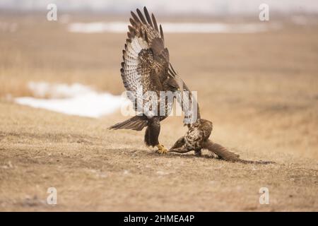 Gemeiner Bussard (Buteo buteo) 2 Erwachsene kämpfen, Hortobagy, Ungarn, Januar Stockfoto