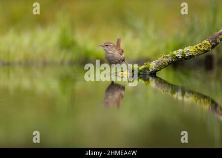 Eurasischer Wren (Troglodytes troglodytes) Erwachsener, der auf einem Zweig im Wasser mit Reflexion thront, Suffolk, England, April Stockfoto