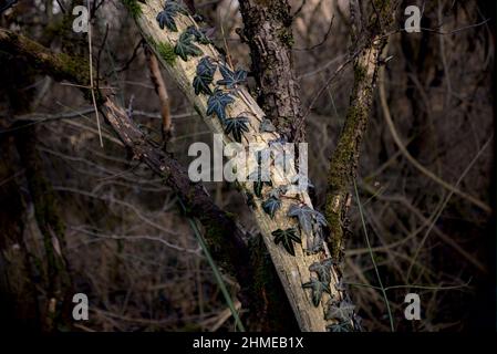 Grüner Efeu klettert auf weißen Baumstamm Stockfoto