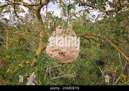 Asiatische hornissenvespa velutina invasive Arten nisten in einem Baum Stockfoto