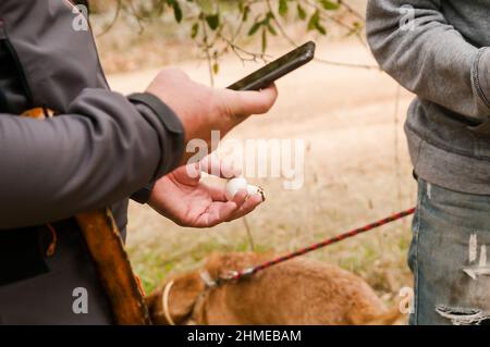 Wilder Pilz in der Hand einer Person, die versucht, mit einer Telefon-App zu identifizieren, welche Pilzarten es ist. Agaricus campestris. Stockfoto