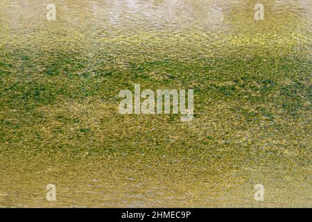 Oberfläche des Wassers mit Wellen, durch die ein sandiger Boden mit kleinen Kieselsteinen durchscheint, für den Einsatz als abstrakter Hintergrund und Texturen. Stockfoto