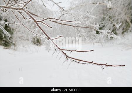Nahaufnahme eines mit Eis bedeckten Baumes. Verzweigt sich nach gefrorenem Regen. Stockfoto