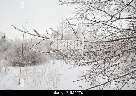 Nahaufnahme eines eisbedeckten Birkenzweiges nach einem Wintereissturm. Stockfoto