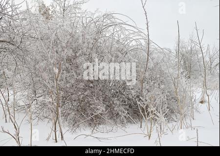 Zweige der Laubbäume, die mit Eiskruste nach dem eisigen Regen bedeckt sind, Fragment, Hintergrund Stockfoto