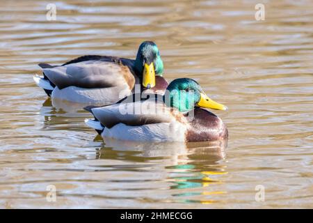 Weibliche Stockente oder Wildente (Anas platyrhynchos) schwimmen in einem Teich Stockfoto