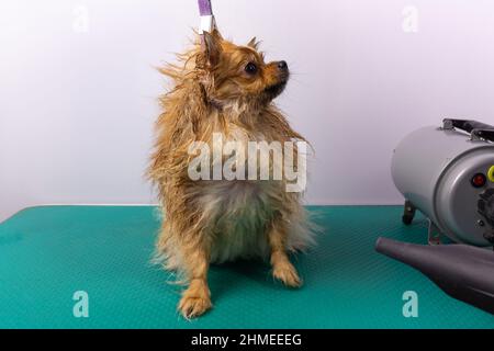 Professionelle Frau trocknet nassen pommerschen spitz Hund, im Pflegesalon. Schöne Sicht auf Tierhaare. Stockfoto