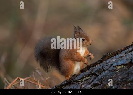 Seitenansicht eines roten Eichhörnchens auf einem Baumstamm, das sich im Winter in Schottland in der Nähe auf einem Ast mit verschwommenem Hintergrund in einem Wald befindet Stockfoto