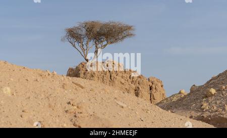 Lonely Tree on Clay Rock in dukhan umm bab Stockfoto