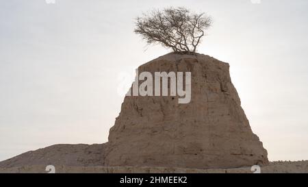 Lonely Tree on Clay Rock in dukhan umm bab Stockfoto