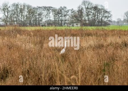 Großreiher, Ardea alba, steht in einer Sumpflandschaft zwischen winterbraunem getrocknetem Schilf mit einer grünen Wiese und Waldrand im Hintergrund mit Erle Stockfoto