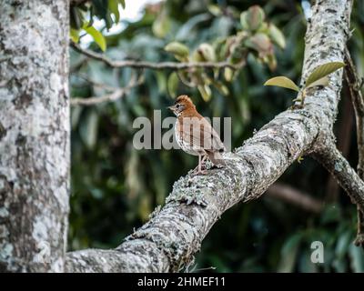 Ein Waldthrush (Hylocichla mustelina) steht auf einem Avocado-Baum in Nicaragua. Diese Vögel ziehen im Winter nach Mittelamerika. Stockfoto