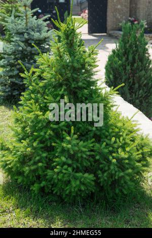 Weihnachten Bäume wachsen in einem angelegten Garten Stockfoto