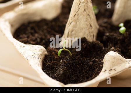 Kleine plats wächst in Karton Hühnerei, in schwarzer Erde. Brechen Sie die biologisch abbaubaren Papier Cup und Pflanze im Boden im Freien. Wiederverwendung Konzept. Stockfoto