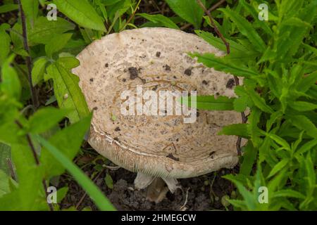 Nahaufnahme eines großen Pilzes zwischen dem Gras Stockfoto