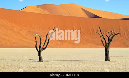 Deadvlei ist eine weiße Lehmpfanne befindet sich in der Nähe der berühmteren Salz Pfanne des Sossusvlei im Namib-Naukluft Park in Namibia. Stockfoto