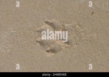 Ein Druck einer Hundepfote am gelben Sandstrand. Aus nächster Nähe gesehen. Stockfoto