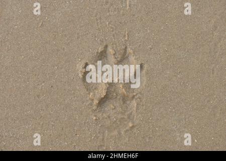 Ein Druck einer Hundepfote am gelben Sandstrand. Aus nächster Nähe gesehen. Stockfoto