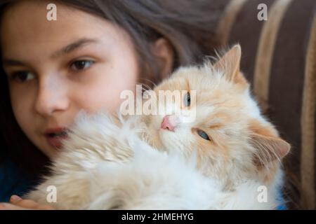 Ein Mädchen mit einer weißen flauschigen Katze. Nahaufnahme. Das Konzept von Kindern und Haustieren. Stockfoto